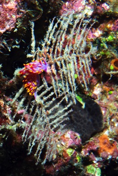 Nudibranch

